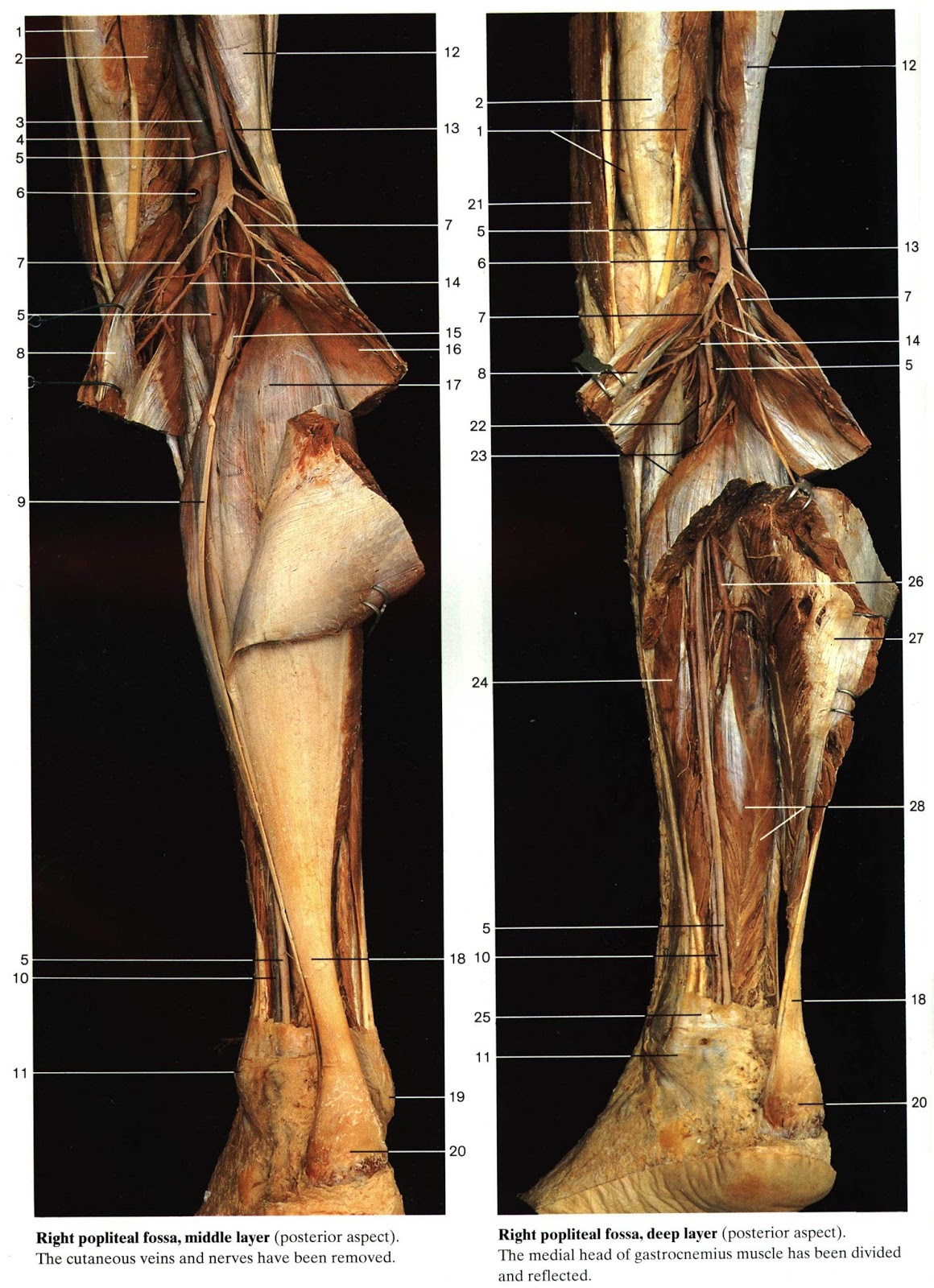 PERPUS Color Atlas of Anatomy Rohen, Yokochi