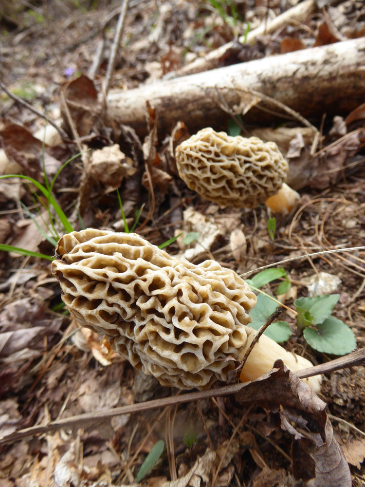The Enchanted Tree Morel season!