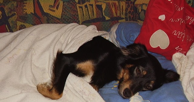 Unsere Haustiere Schonkost für Hunde selber zubereiten MagenDarm