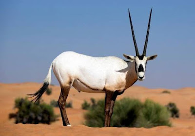 Oryx - Animals that start with O Oryx - Animals that start with O