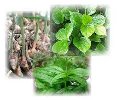 Image Tanaman Herbal Mengobati Kutil Kelamin