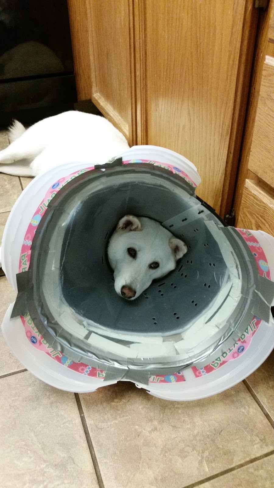 Reach Upward The dog, paw surgery, bandage, and cone drama