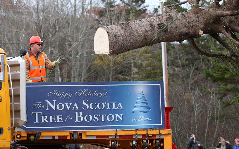 Not Another New England Sports Blog! Nova Scotia's Christmas Tree