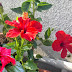 The reason for not flowering at hibiscus