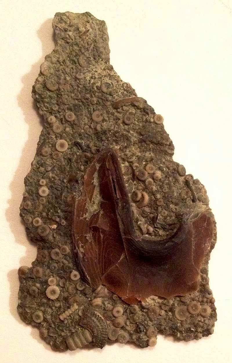 Louisville Fossils and Beyond Isotelus Trilobite Hypostome Fossil