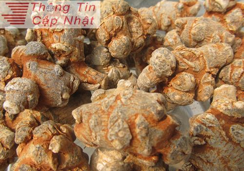 củ tam thất bắc bột nghệ vàng đắp mặt