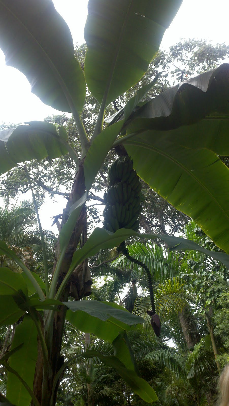 Golf for Beginners Golf and Adventure Getaway Jamaica style