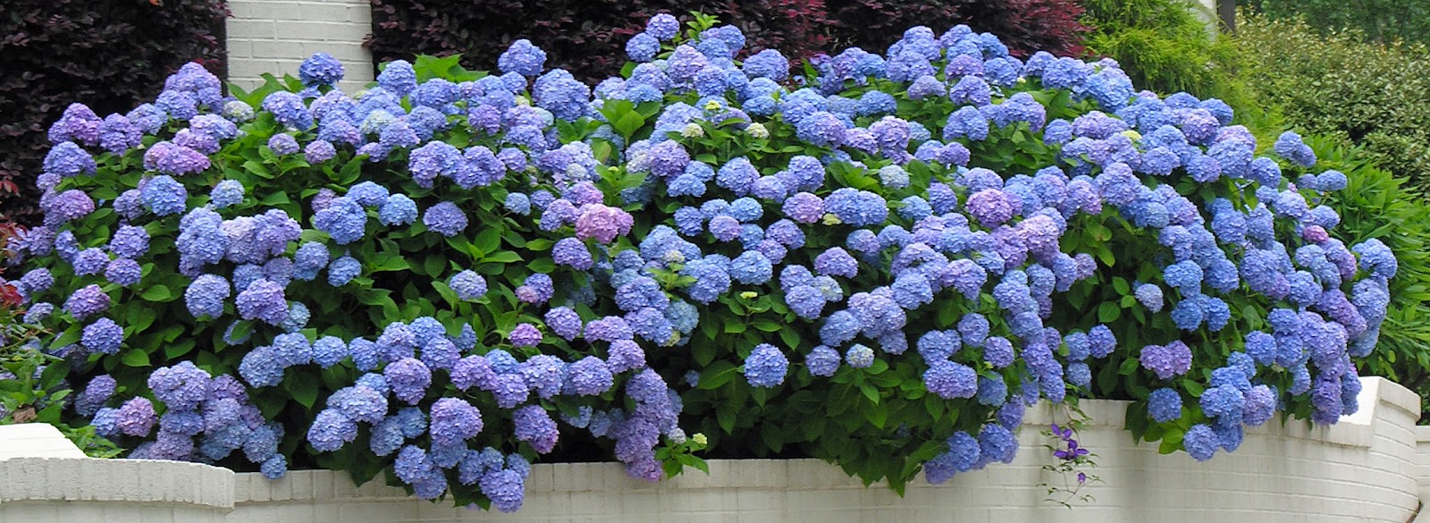 Aluminum Sulfate Hydrangeas