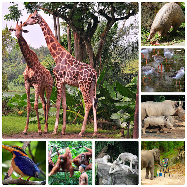 Đến vườn thú Singapore điểm nổi tiếng nhất của Singapore Ve-may-bay-di-singapore-thang-4-zoo4