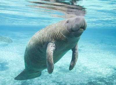 Manatee - Animals That Start With M Manatee - Animals That Start With M