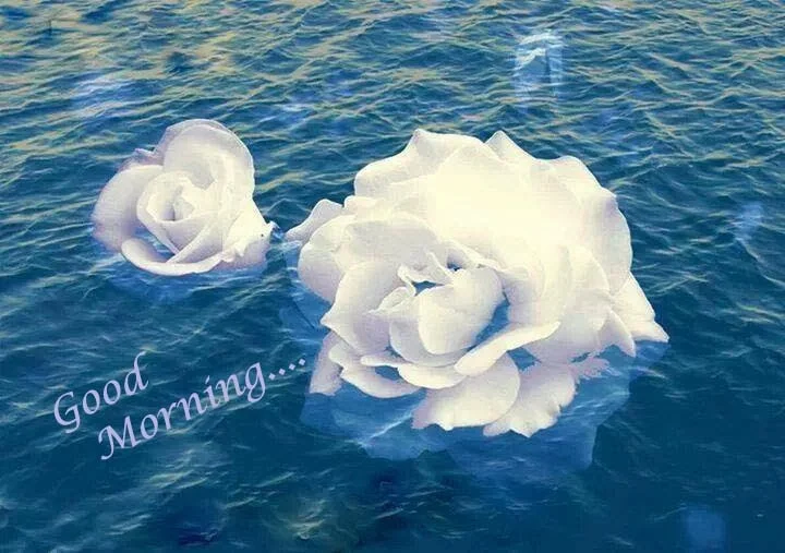 good morning with white rose image