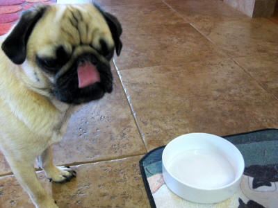 My Dog Keeps Food Down But Not Water My Dog Keeps Food Down But Not Water