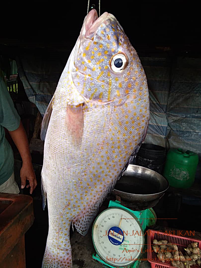 Amie S Little Kitchen Memburu Ikan Segar Di Kala Petang