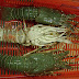 Lobster Exporters India