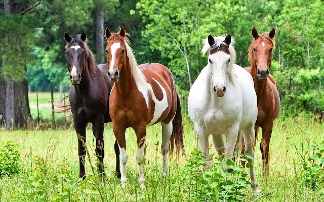 Vier paarden in het weiland