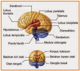Struktur organ saraf dengan bagian luarnya terdiri atas substansi putih dan bagian didalamnya terdis