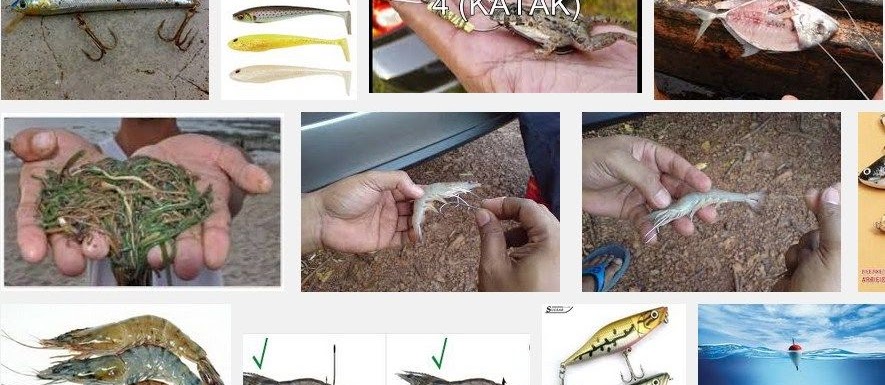Jenis Umpan Hidup yang Paling Banyak Dicari dan Terbukti
