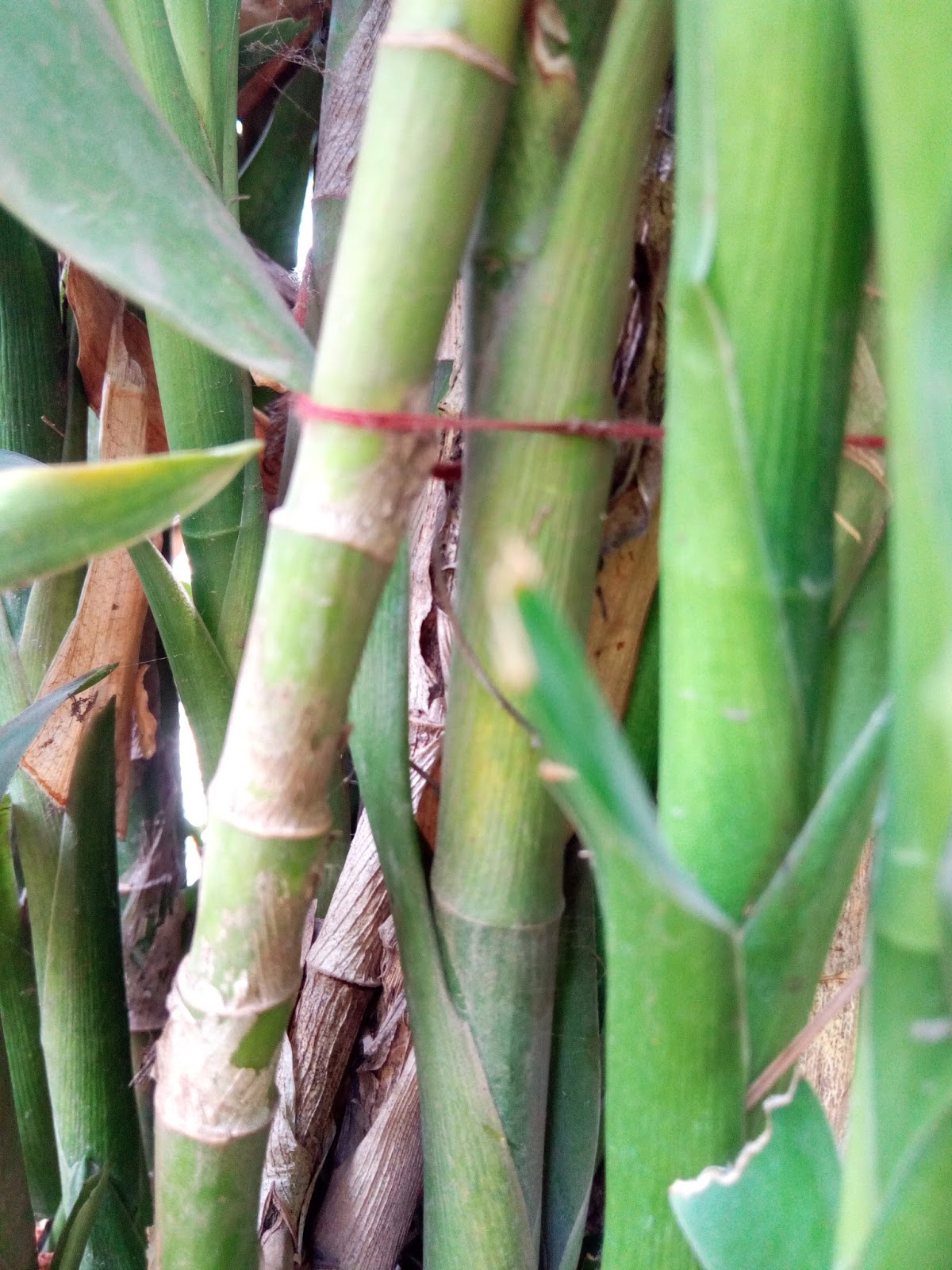 Garden Care Simplified Rann of Kutch Festival 2018 World