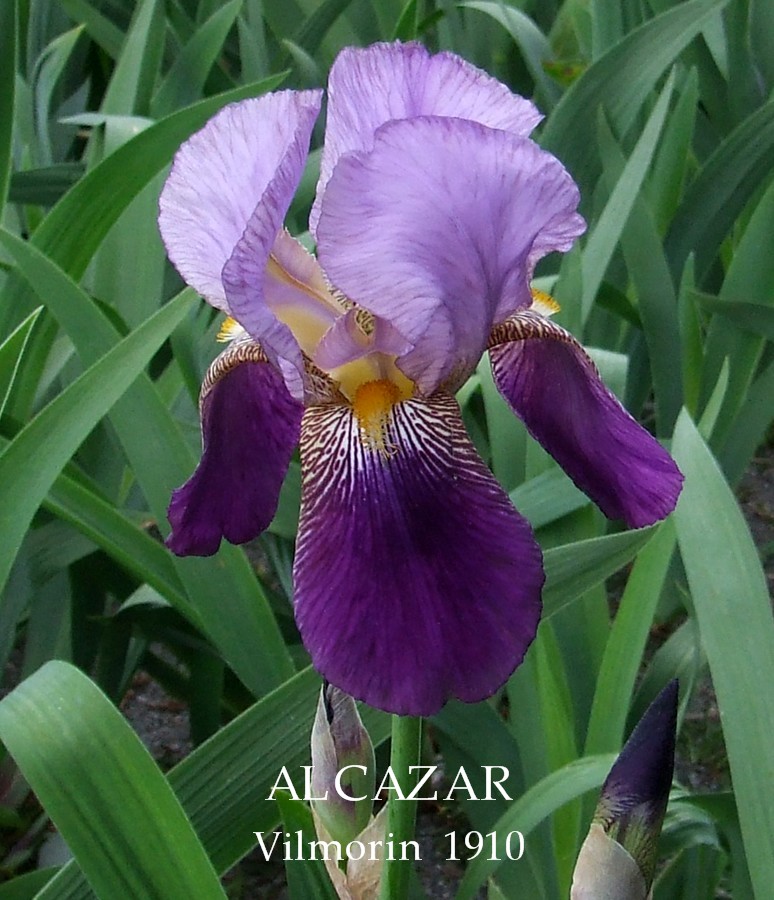 Historic Iris 'ALCAZAR' HERITAGE IRISES