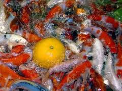 koi-pond-cleaner-enzyme-based.jpg