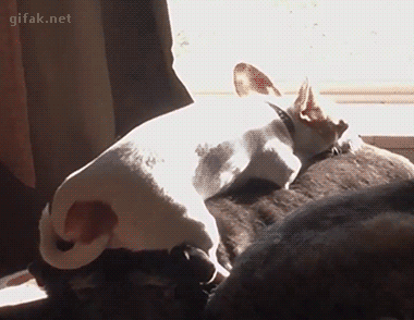 tong-hop-nhung-buc-anh-gif-vui-nhon-phan-13-6 tong-hop-nhung-buc-anh-gif-vui-nhon-phan-13-6