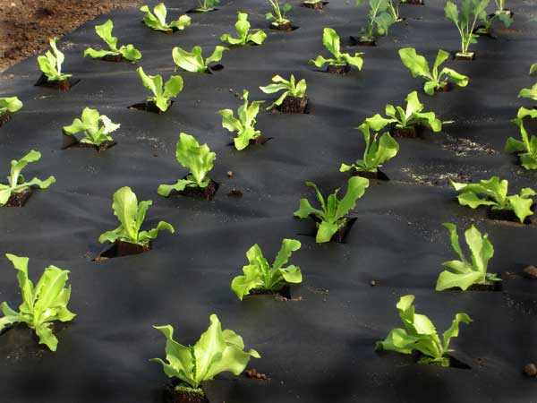 агроволокно для мульчирования