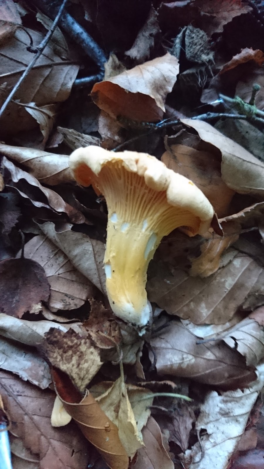 Tales from Rural Scotland Foraging chanterelles