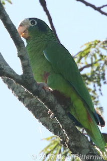 Hispaniolan Parrot