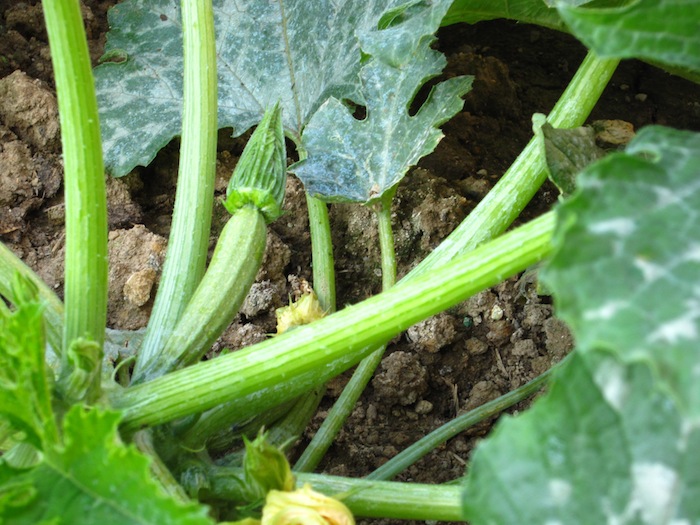 Moomser Fried Zucchini flowers in beer batter and other stuff