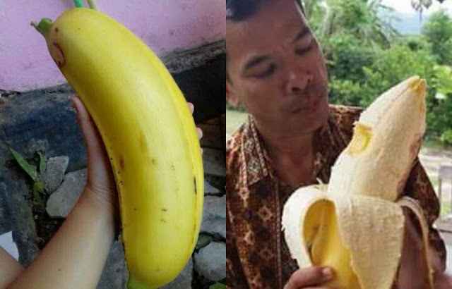 Taipan QQ | Penemuan Pohon Pisang Raksasa Di Hutan Arfak Papua Barat