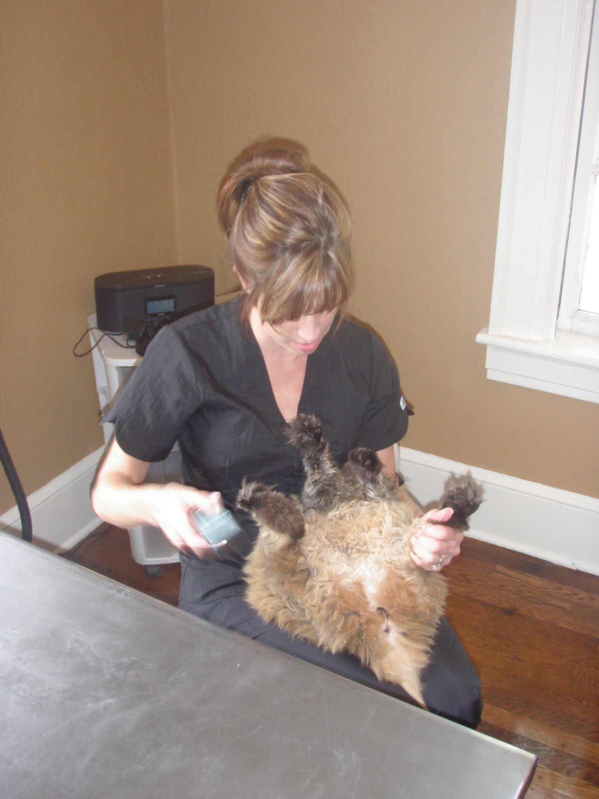 Nose 2 Tail Pet Care Latest News Cat Grooming School Day 3