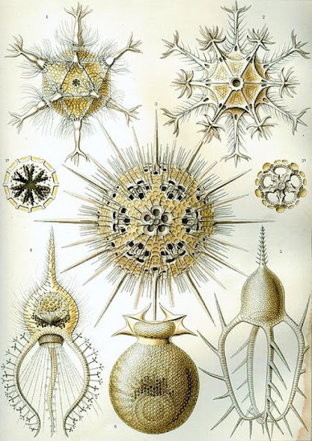 Ernst Haeckel - Γερμανός βιολόγος και καλλιτέχνης 2