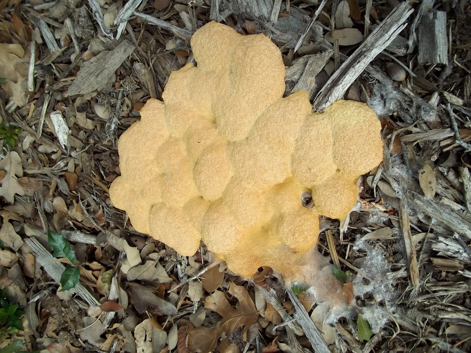 What Does Deer Vomit Look Like 