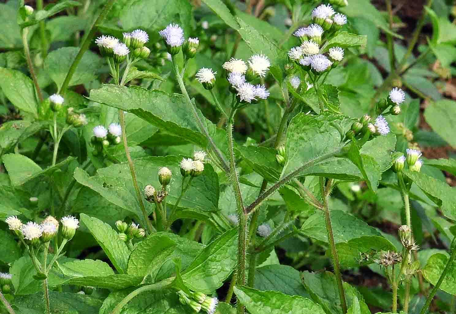 Informasi Kesehatan Alami: KHASIAT TANAMAN BANDOTAN (BABADOTAN)