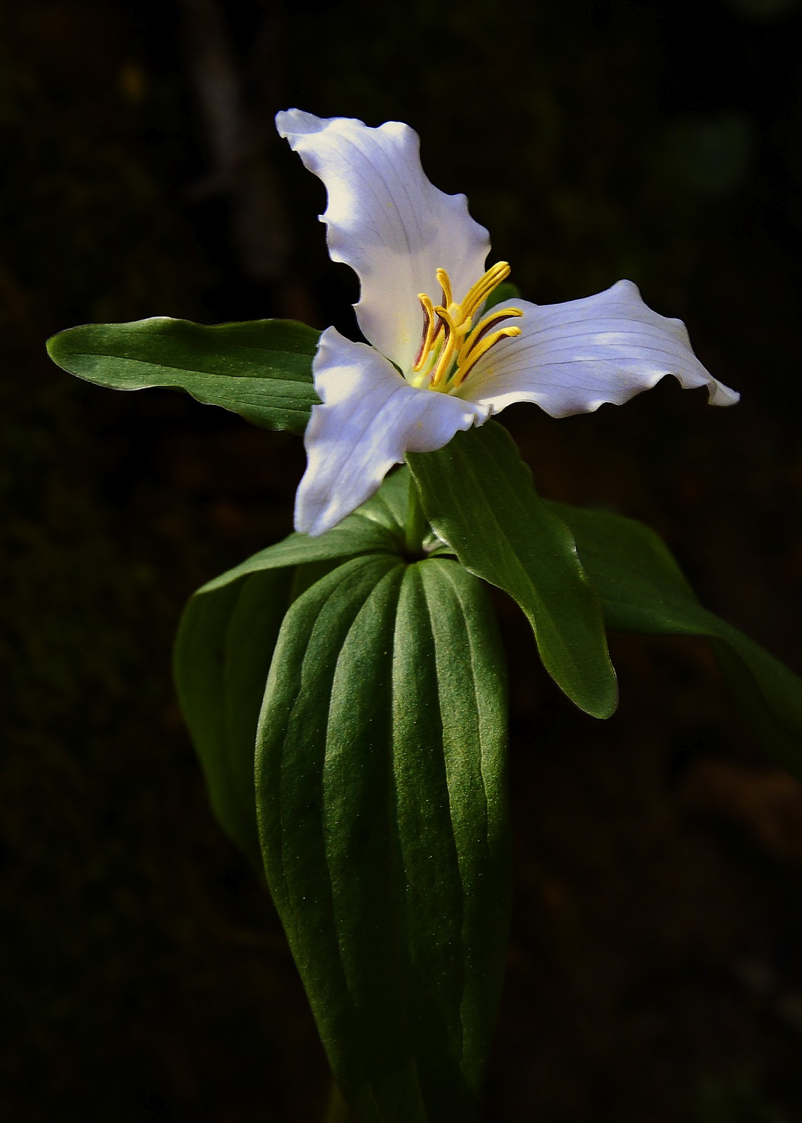 Arkansas Wildlife Photography 3/4/12 Ozark Wake Robins are Blooming in