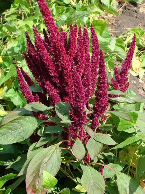 Амарант метельчатый вишневый джем. Цветок амарант вишневый бархат. Amaranthus cruentus амарант. Амарант бархат. Амарант метельчатый цветок.