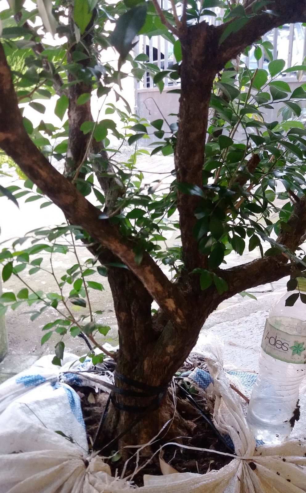 KIREINA BONSAI: Bonsai Kemuning: Tips Membentuk dan Merawat