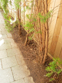 Roncesvalles Toronto spring garden cleanup after by Paul Jung Gardening Services Inc