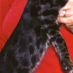 Aneka Pola Pada Kucing Bengal Blog Kucing Bengal