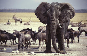 Animals Zoo Park: 10 Best Landscape photography Photos, Nature - Animals