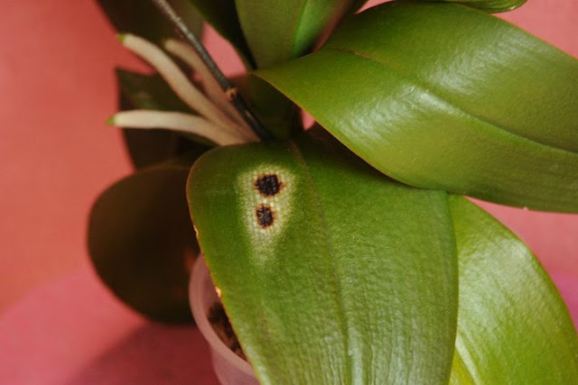 Como Cuidar de Orquídea Phalaenopsis Passo a Passo Como Cuidar de Orquídea Phalaenopsis Passo a Passo