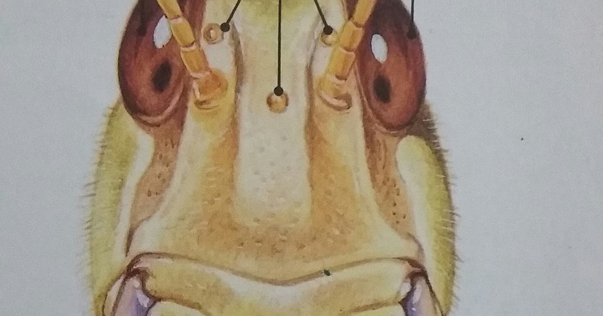 Wow Insects How do insects see?