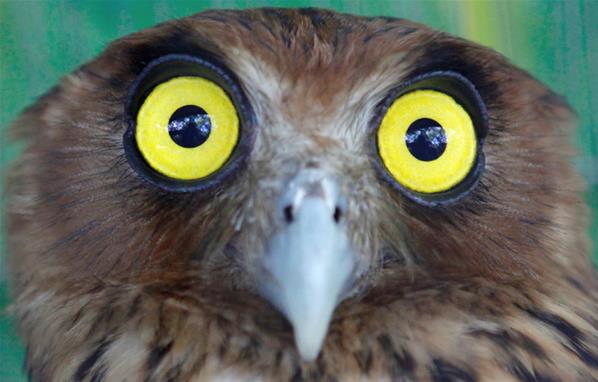 Tatapan Tajam Mata Burung Hantu | Loper Artikel