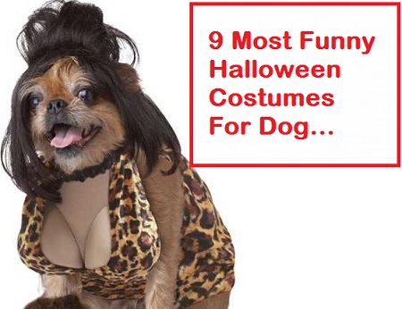 Adult dog halloween costumes Adult dog halloween costumes