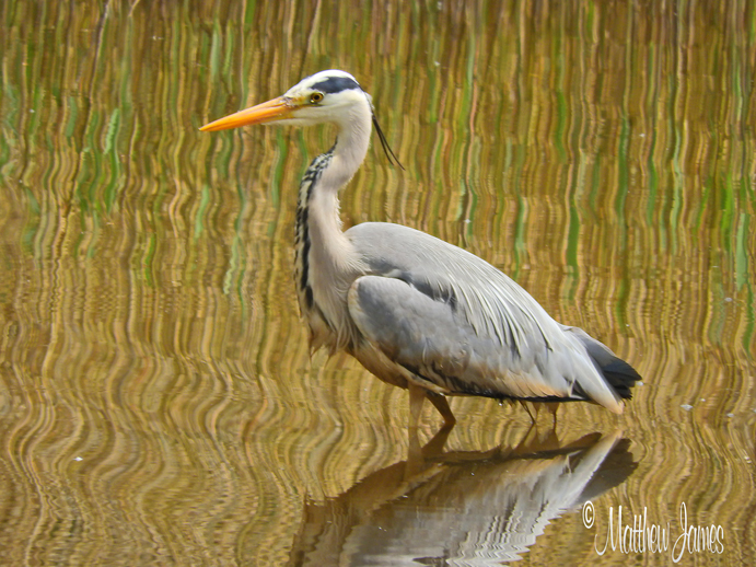 A Light In The Darkness Heron Totem Bird of the Week