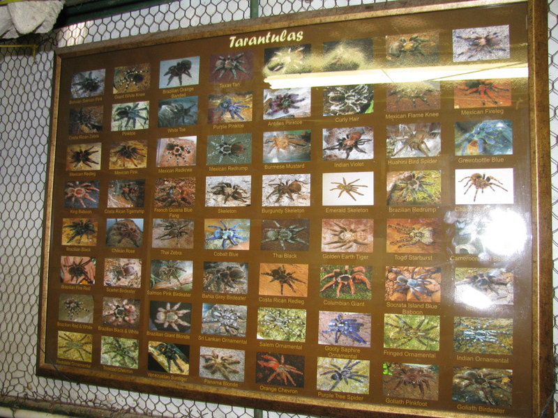 wfc kingdom tarantulas