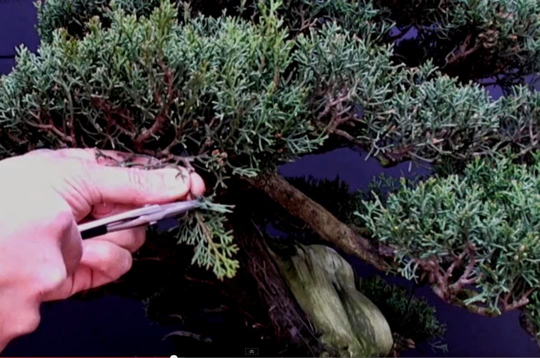 Evoluzione Bonsai BONSAISENSEI STEFANO FRISONI POTATURA DI UN BONSAI DI CIPRESSO