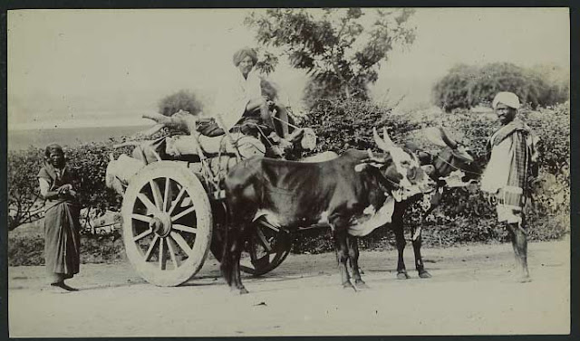 Post Card of a Bullock Cart - Old Indian Photos
