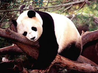 sleeping panda pics
