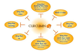Thành phần curcumin trong tinh bột nghệ có khả năng chống lại tế bào ung thư cao
